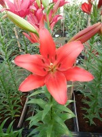 [5076 Colares No01.JPG]